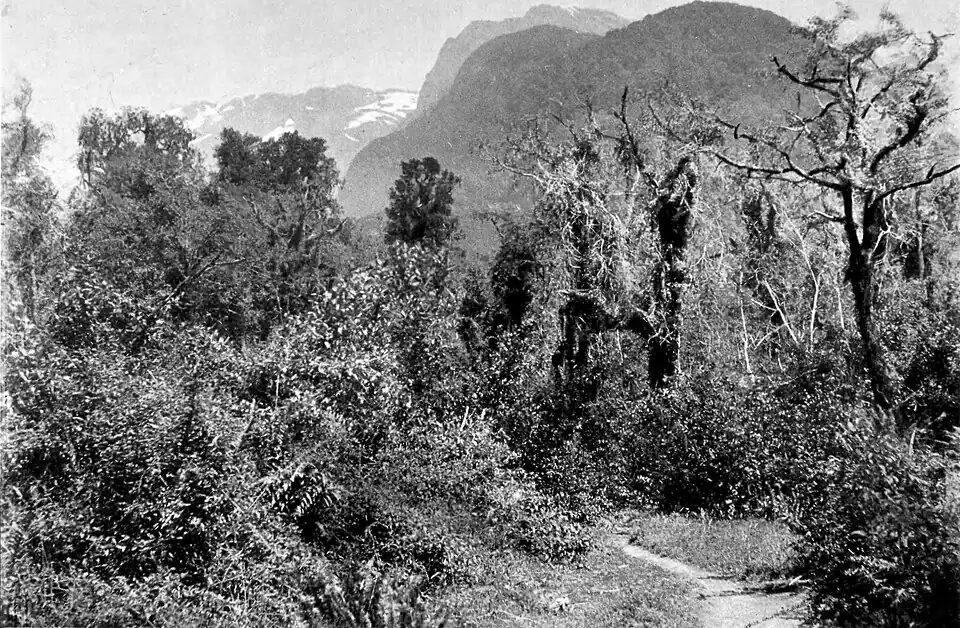 Bush area with some tall trees and a clearing, with hills and mountains (with scattered snow) in the distance