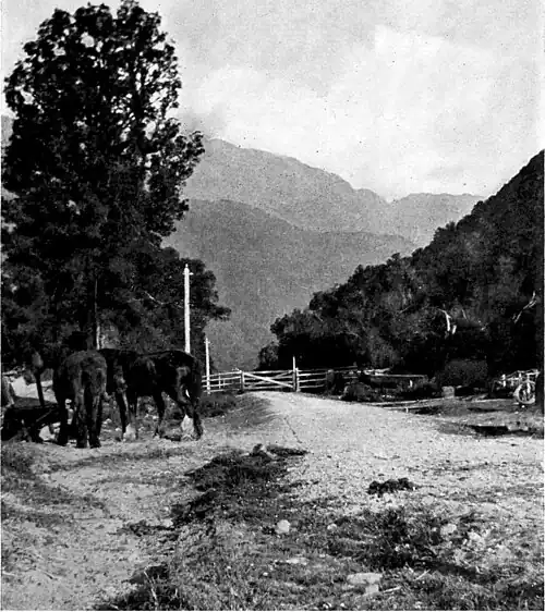 Horses beside a road with a fence across it, trees on one side and bush on the other, and hills in the background.