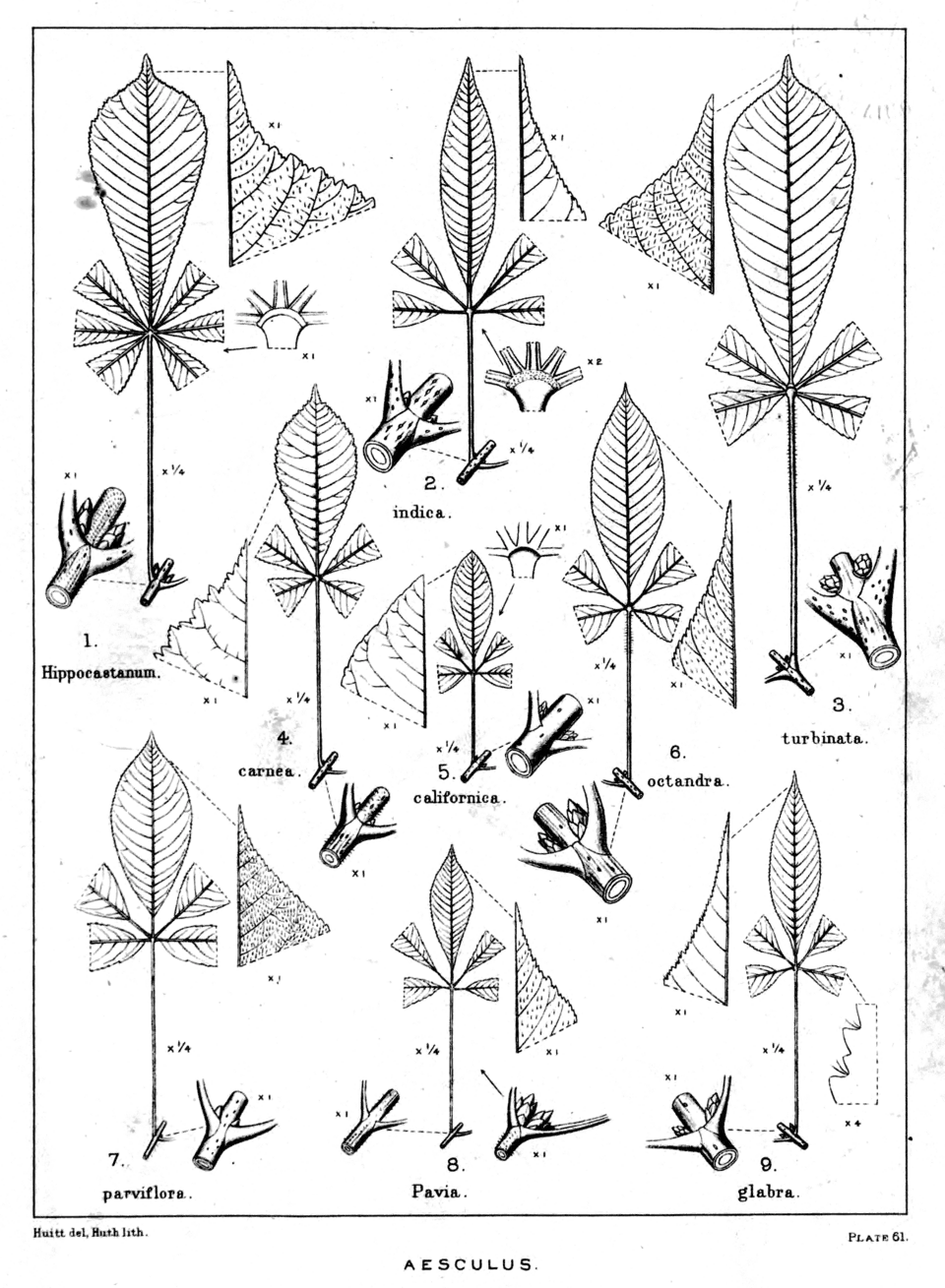 Plate 61: Aesculus, leaves