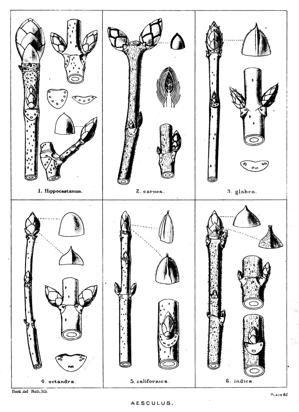 Plate 62: Aesculus