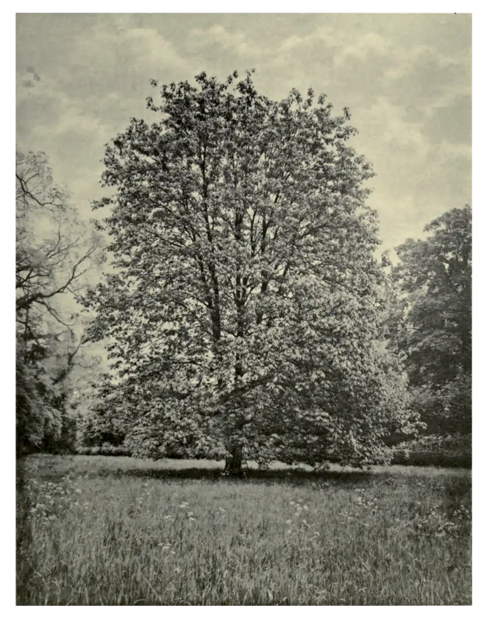 Plate 65: Aesculus indica at Barton
