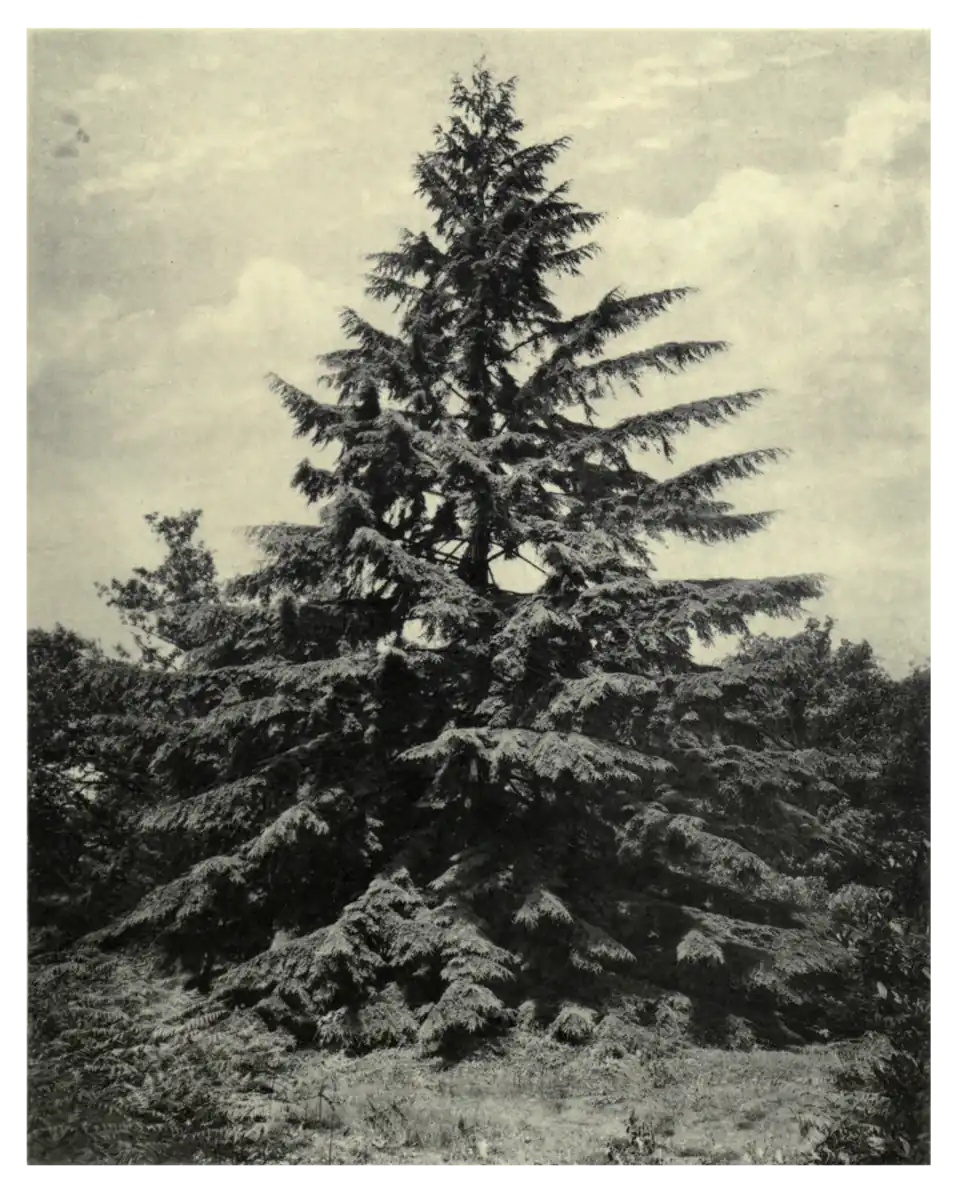 Plate 68: Western Hemlock at Dropmore