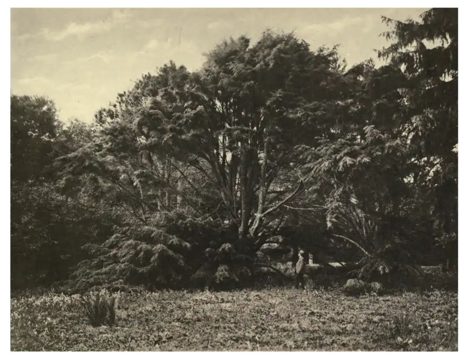 Plate 72: Himalayan Hemlock at Boconnoc