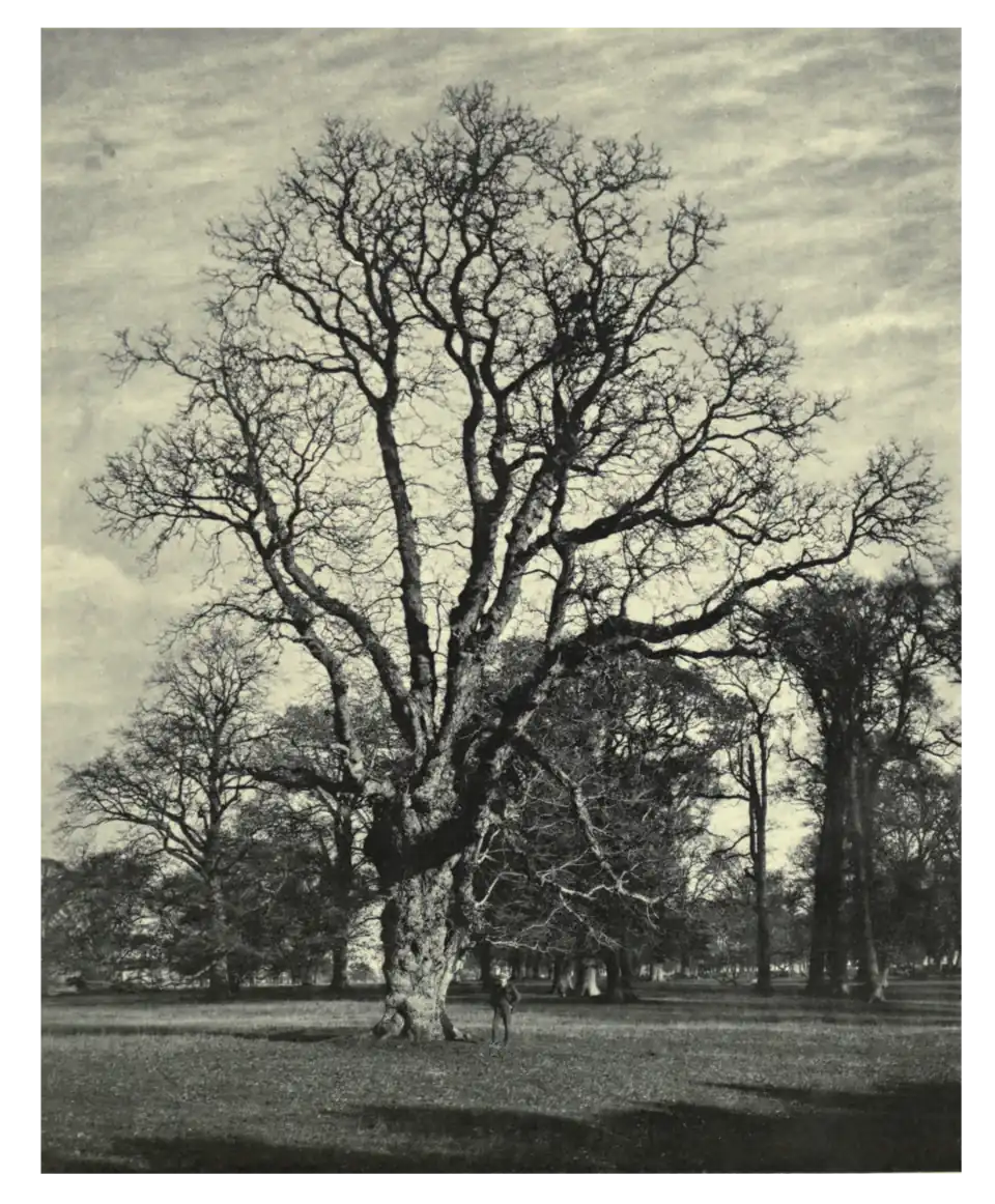Plate 74: Walnut at Barrington Park