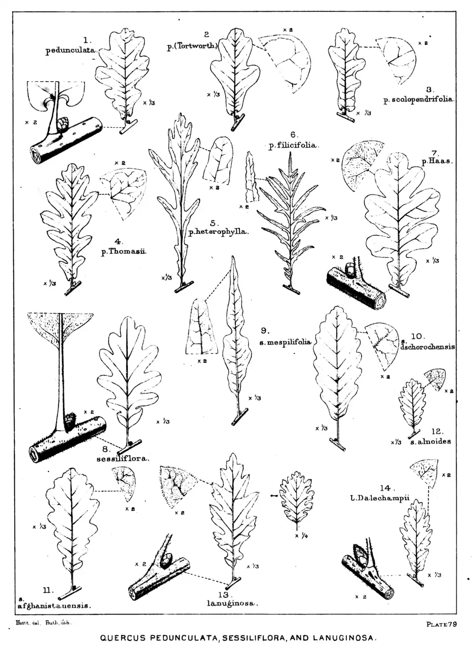 Plate 79: Quercus pedunculata, sessiliflora, and lanuginosa; leaves