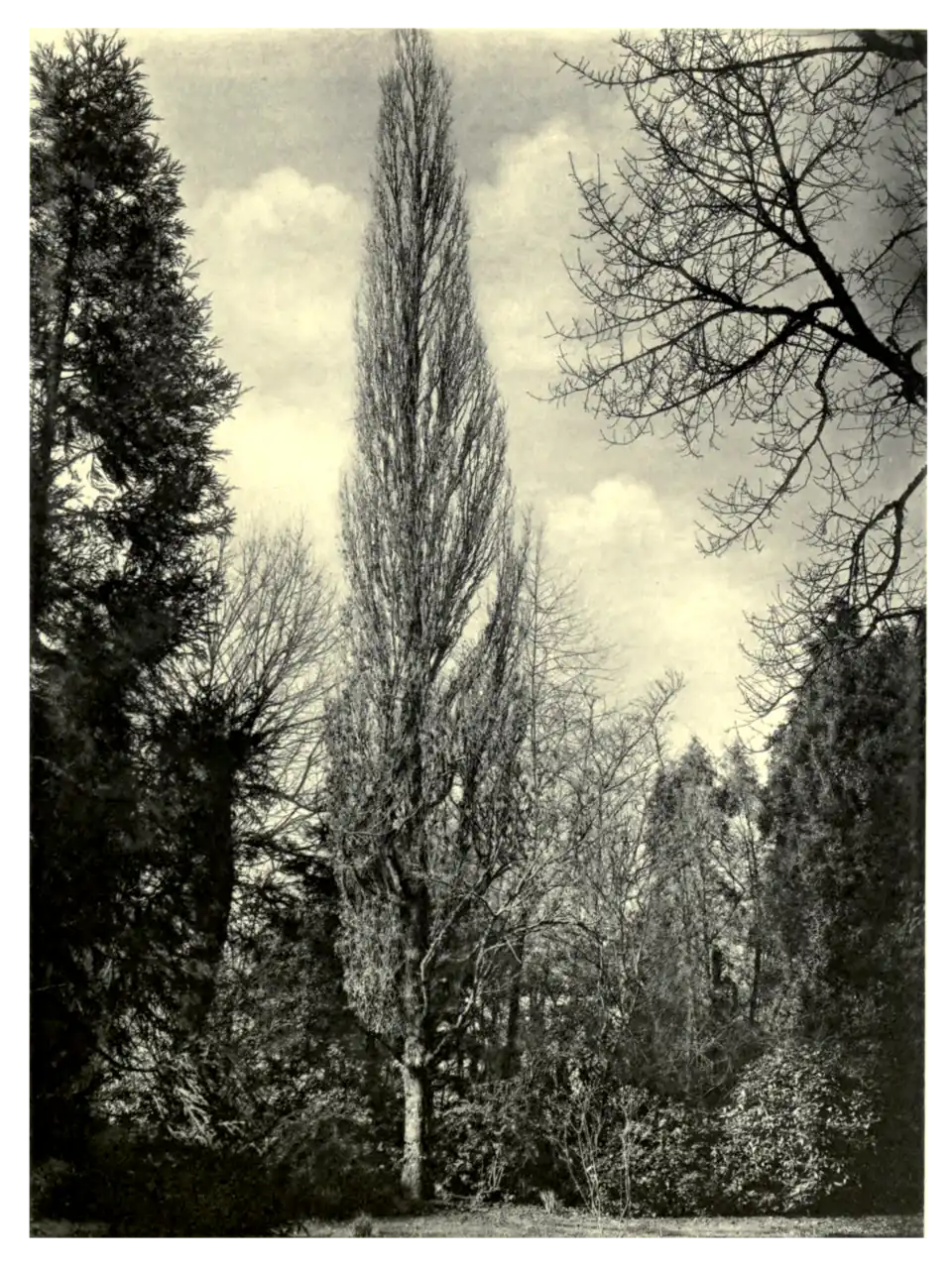 Plate 80: Cypress Oak at Melbury
