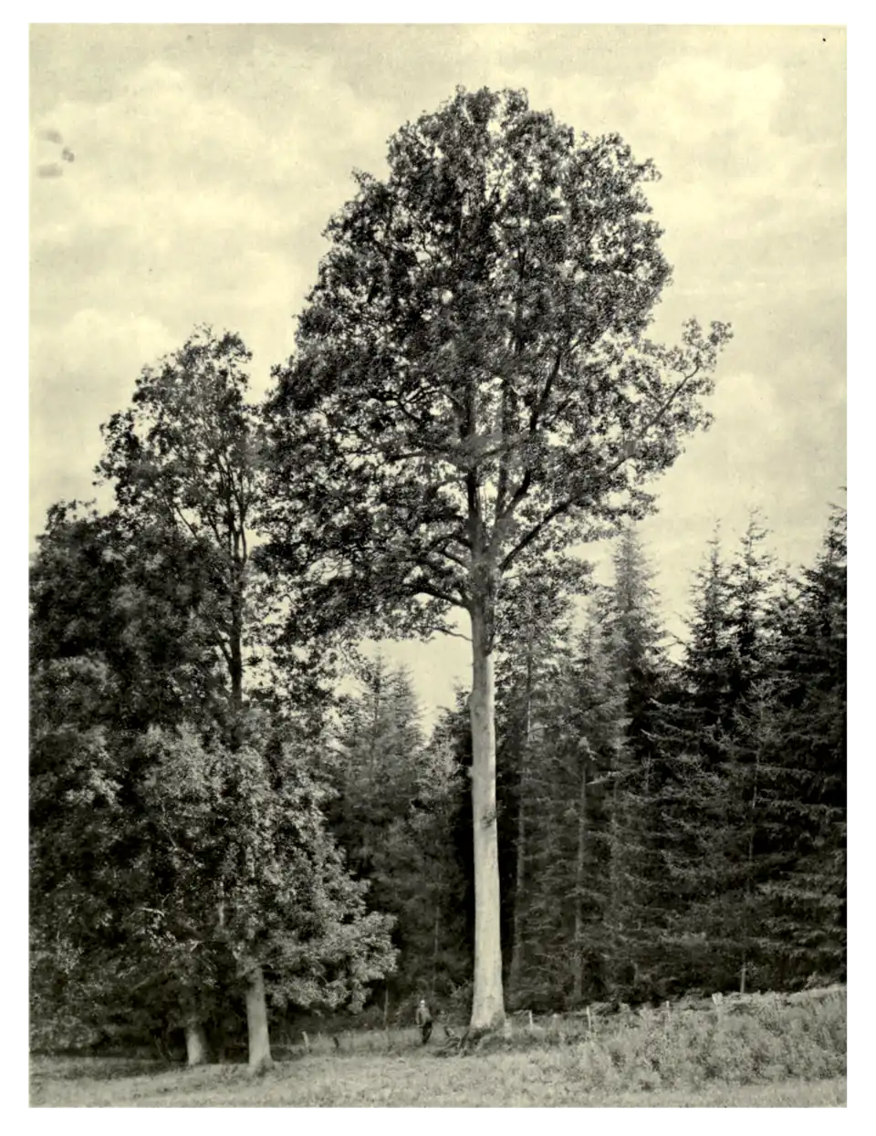 Plate 85: Tall Oak at Whitfield