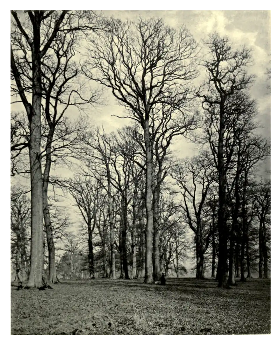 Plate 87: Tall Oaks at Kyre Park