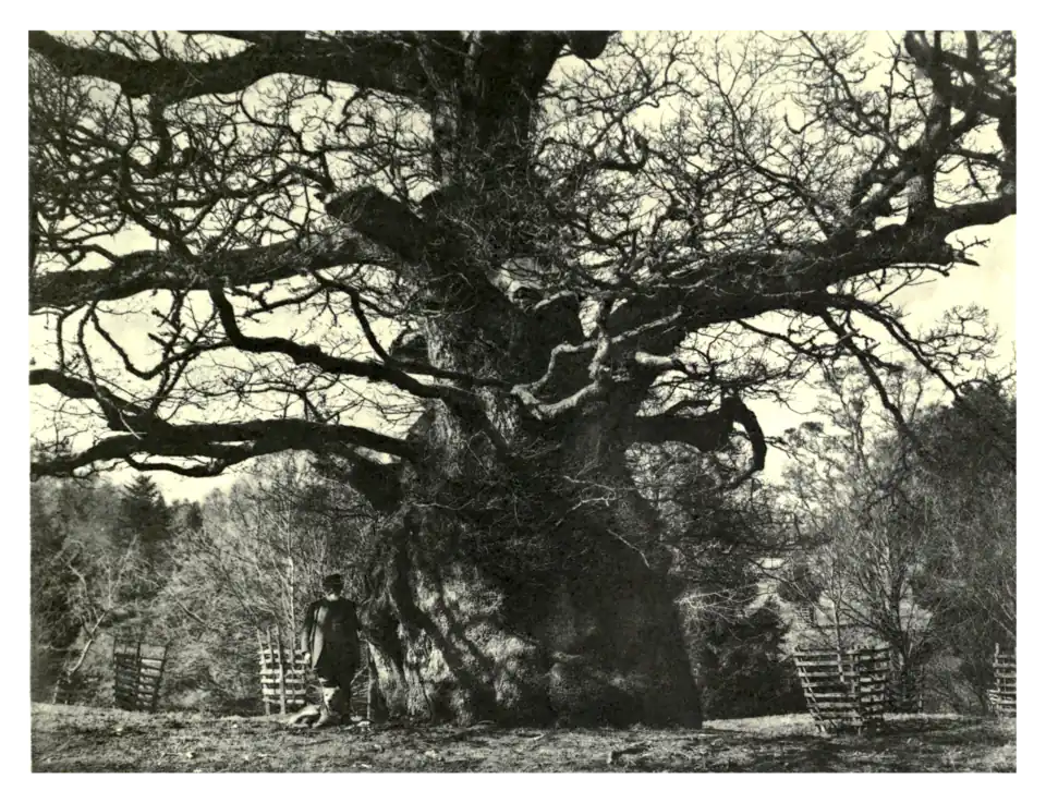 Plate 88: Billy Wilkin's Oak at Melbury