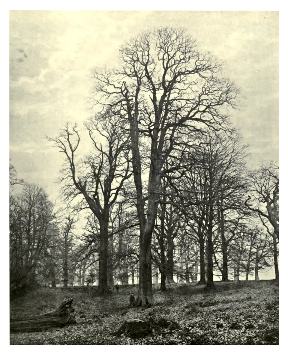 Plate 90: Oaks at Bagot's Park