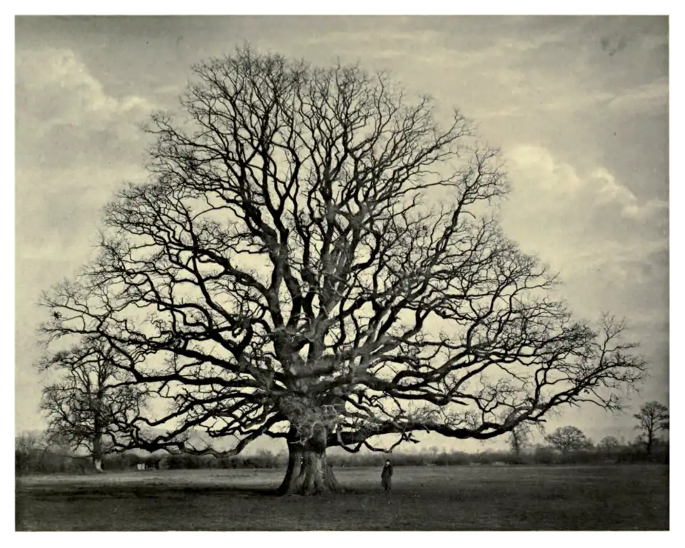 Plate 93: Oak at Bourton-on-the-Water