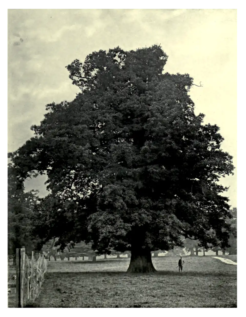 Plate 94: Oak at Althorp