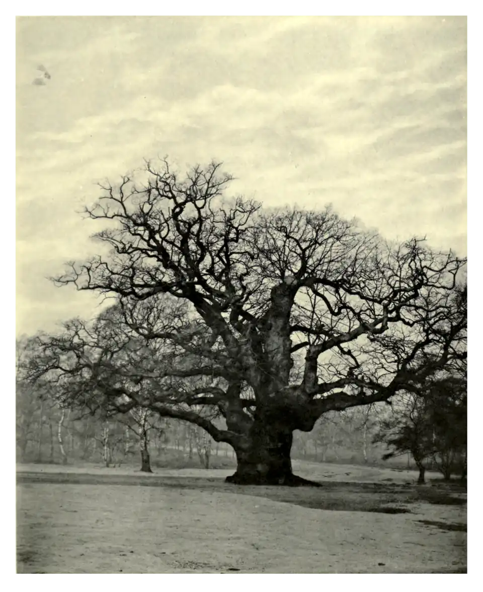 Plate 95: Major Oak in Sherwood Forest