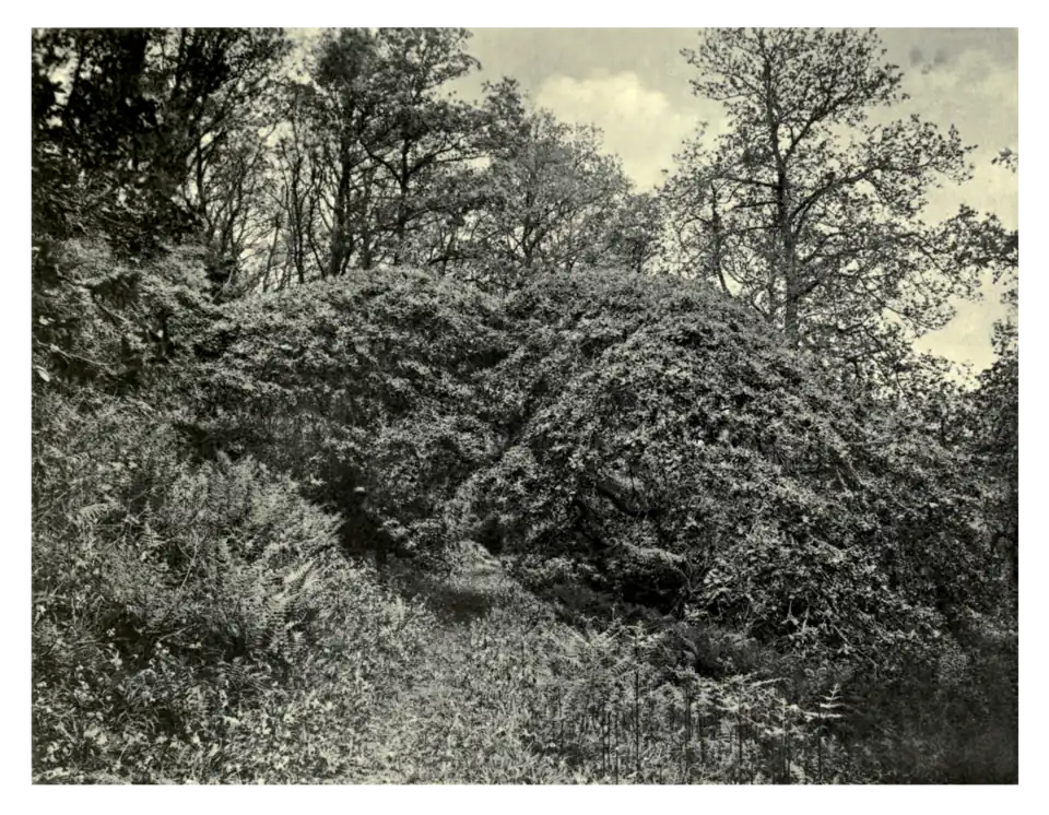 Plate 97: Umbrella Oak at Castle Hill