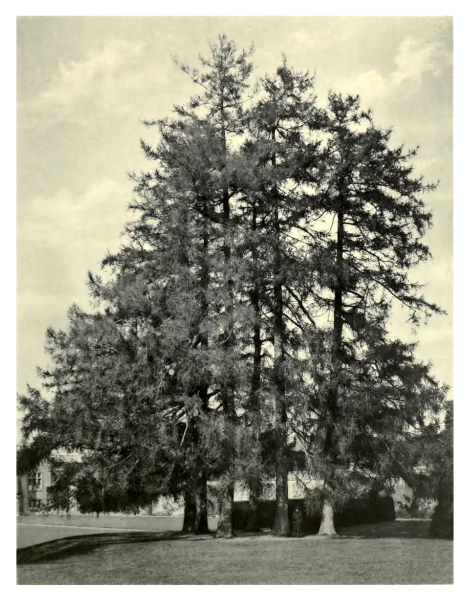 Plate 99: Larches at Sherborne, Gloucestershire