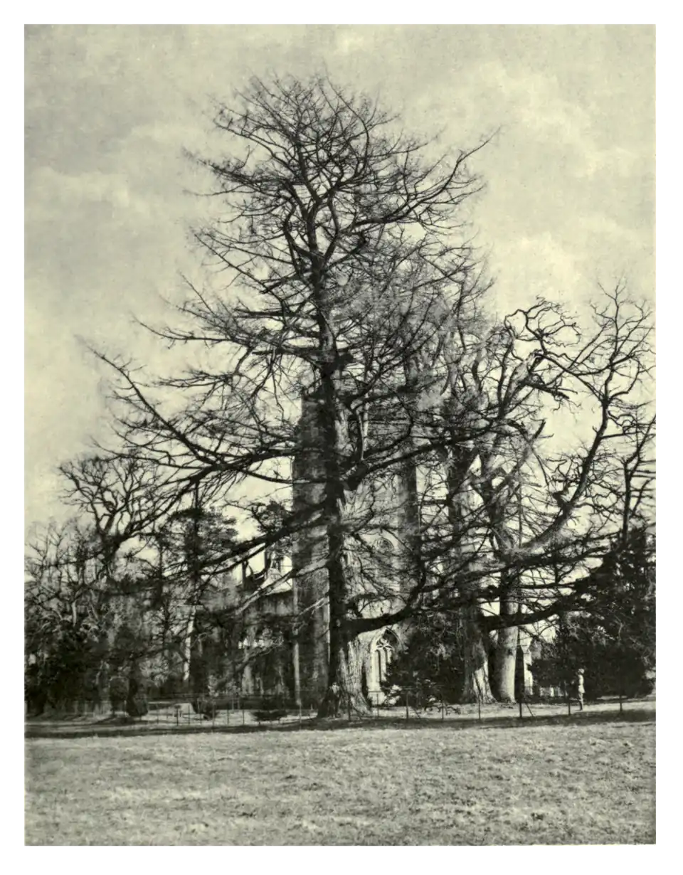 Plate 103: Mother Larch at Dunkeld