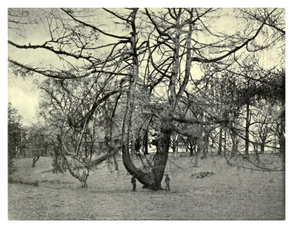 Plate 104: Forked Larch at Gordon Castle