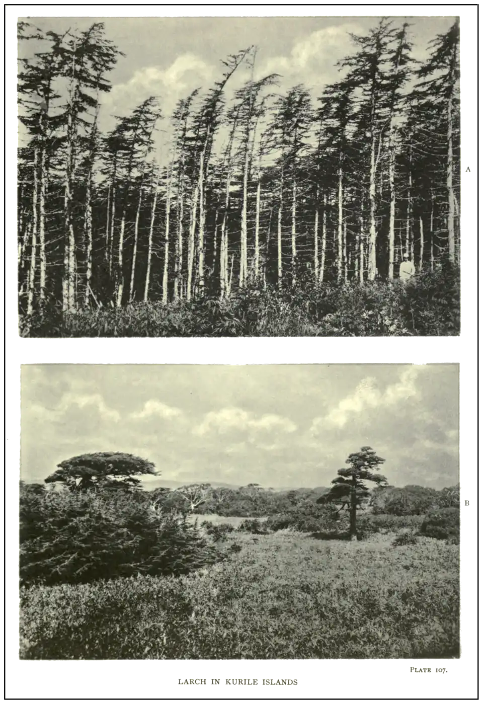Plate 107: Larch in Kurile Islands