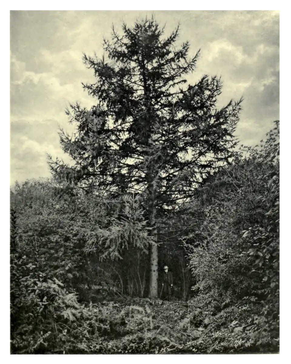 Plate 108: Japanese Larch at Tortworth