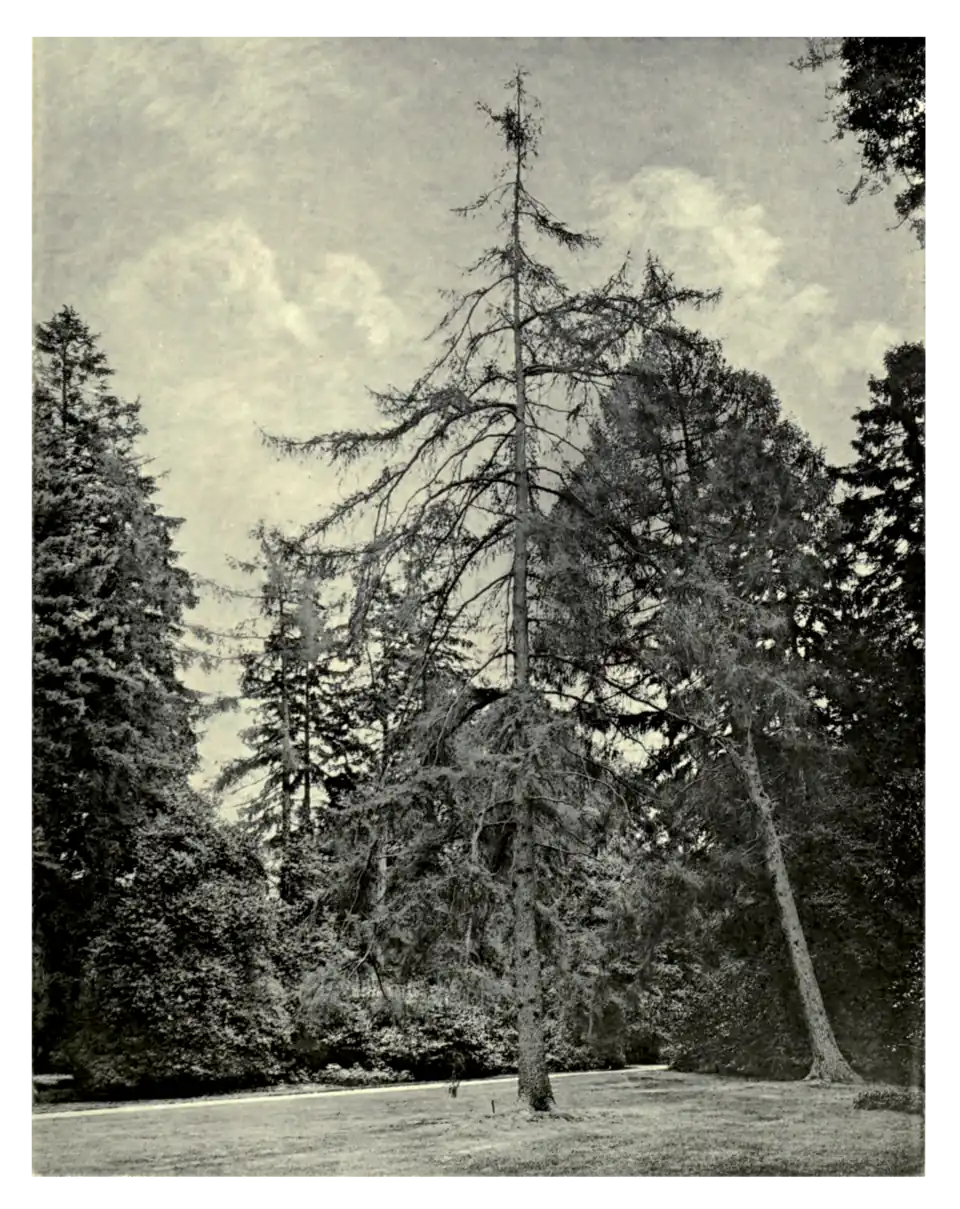 Plate 110: American Larch at Dropmore