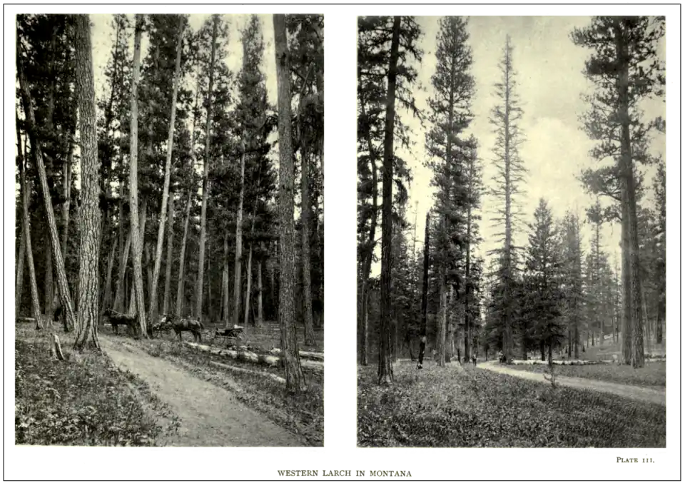 Plate 111: Western Larch in Montana