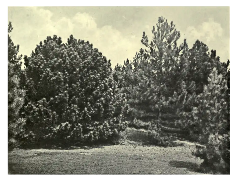 Plate 115: Pinus Laricio on sandhills at Holkham