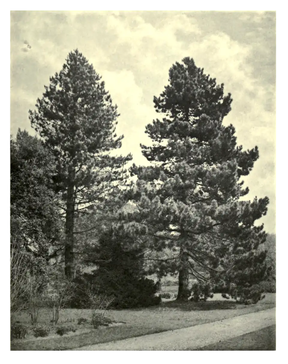 Plate 116: Pinus Laricio at Holkham