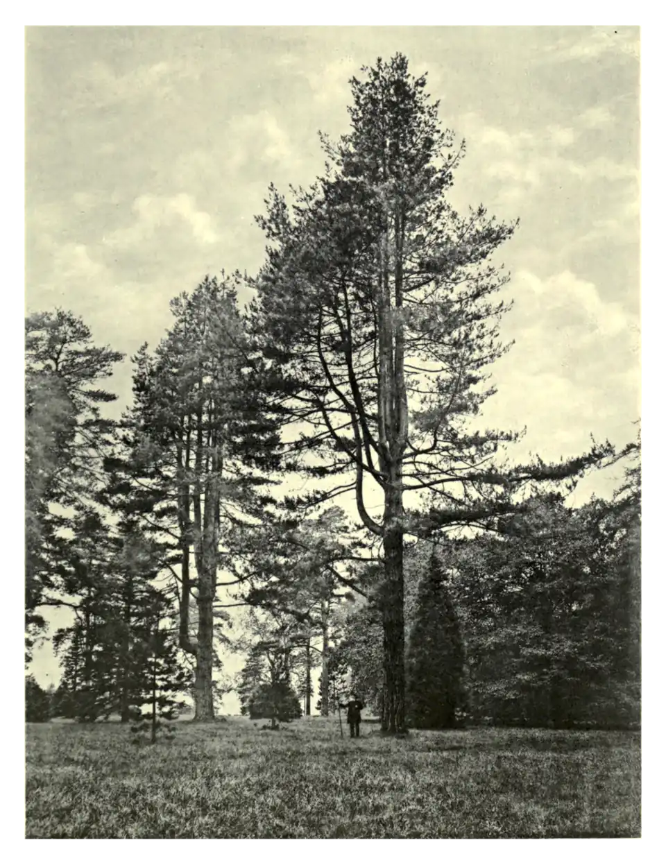 Plate 117: Pinus Laricio at Arley