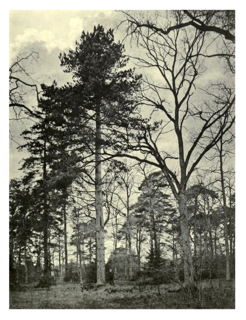 Plate 118: Crimean Pine at Elveden