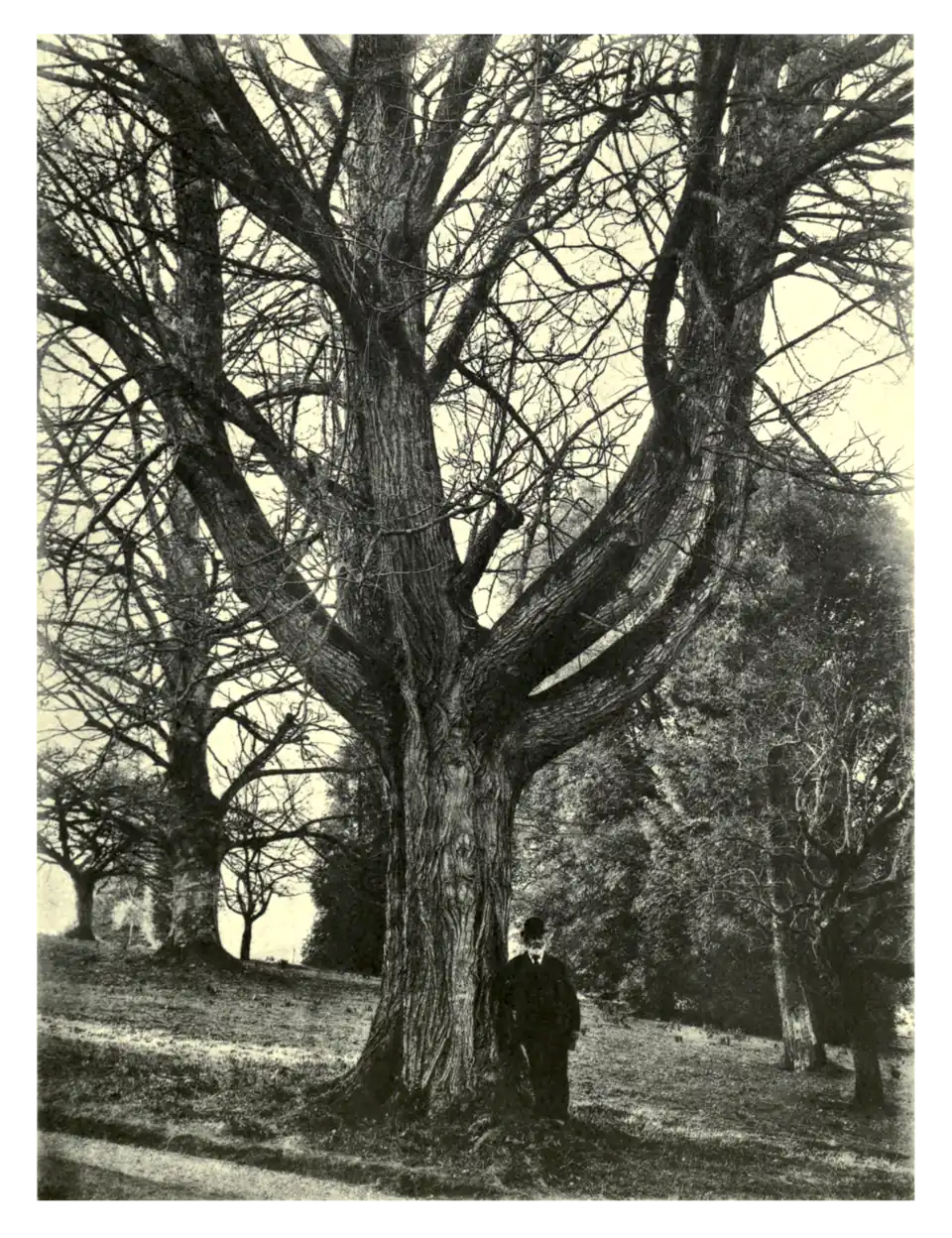 Plate 121: Pterocarya caucasica at Melbury
