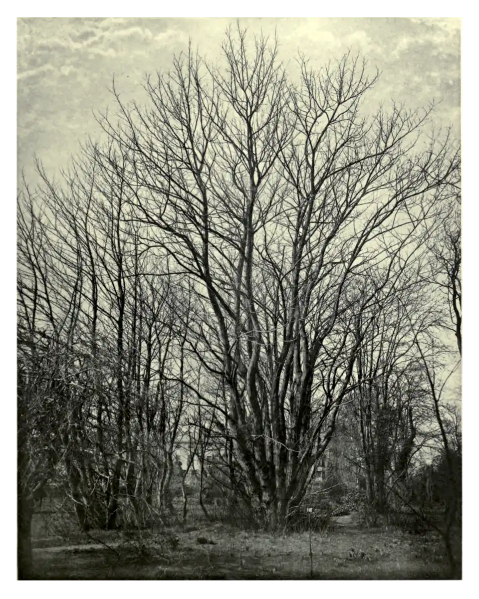 Plate 123: Pterocarya caucasica at Cambridge