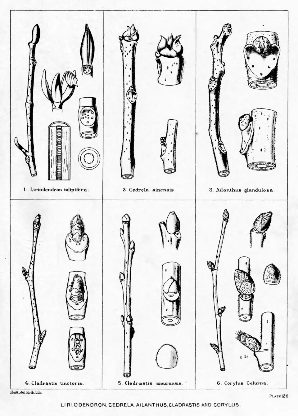 Plate 126: Liriodendron, Cedrela, Ailanthus Cladrastis, and Corylus; twigs and buds