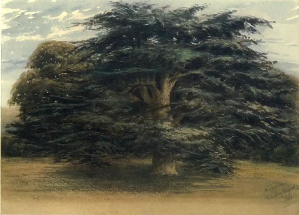 Frontispiece: Lebanon Cedar at Highclere Castle (from a drawing by Charlotte Lady Phillimore)