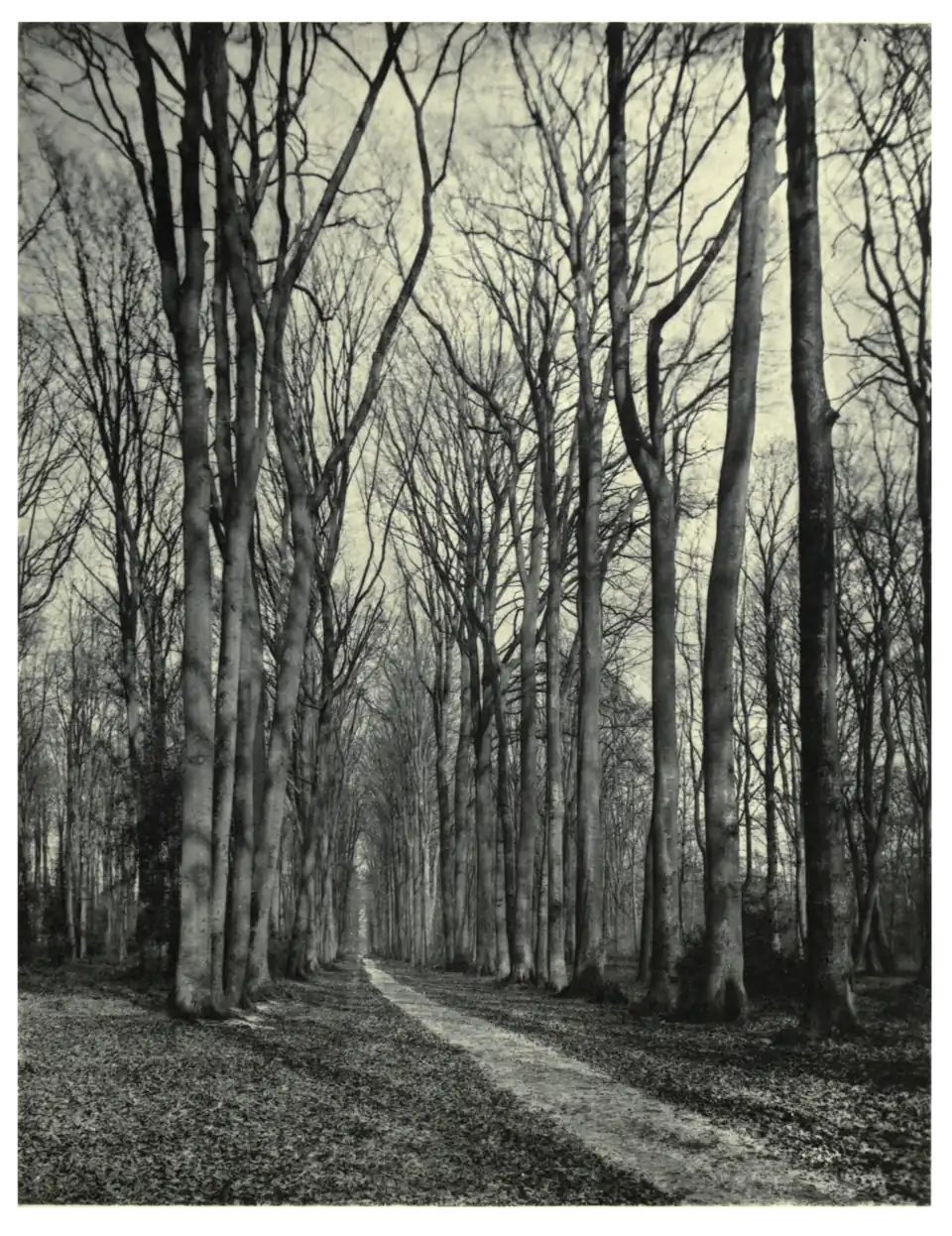Plate 2: Beech Avenue at Watford