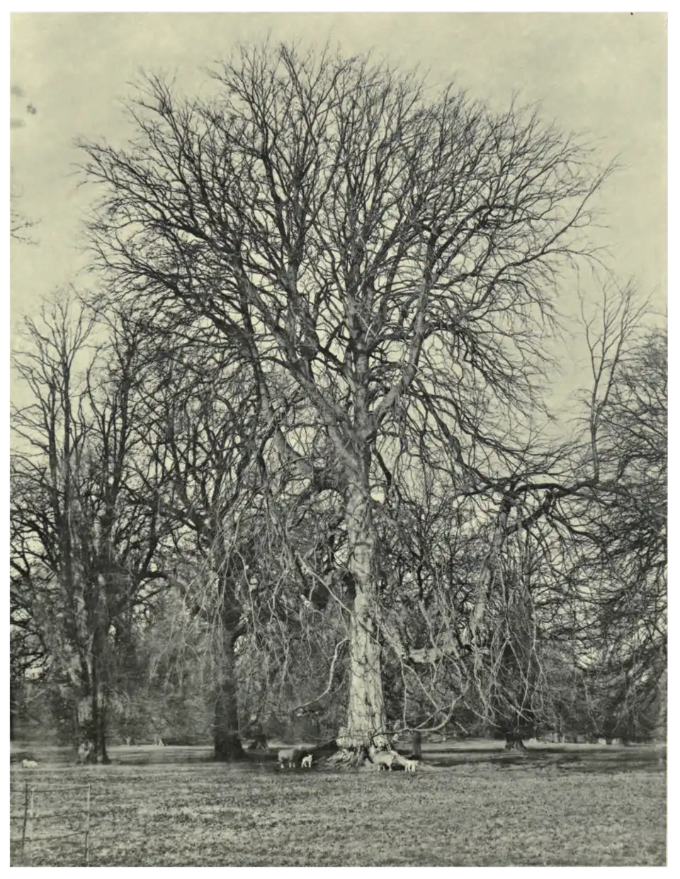 Plate 10: Beech at Gordon Castle