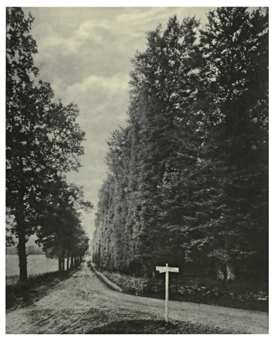 Plate 11: Beech Hedge at Meikleour
