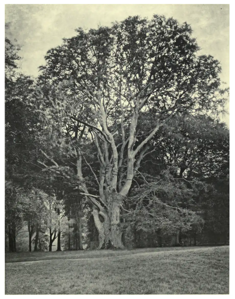 Plate 12: King Beech at Knole