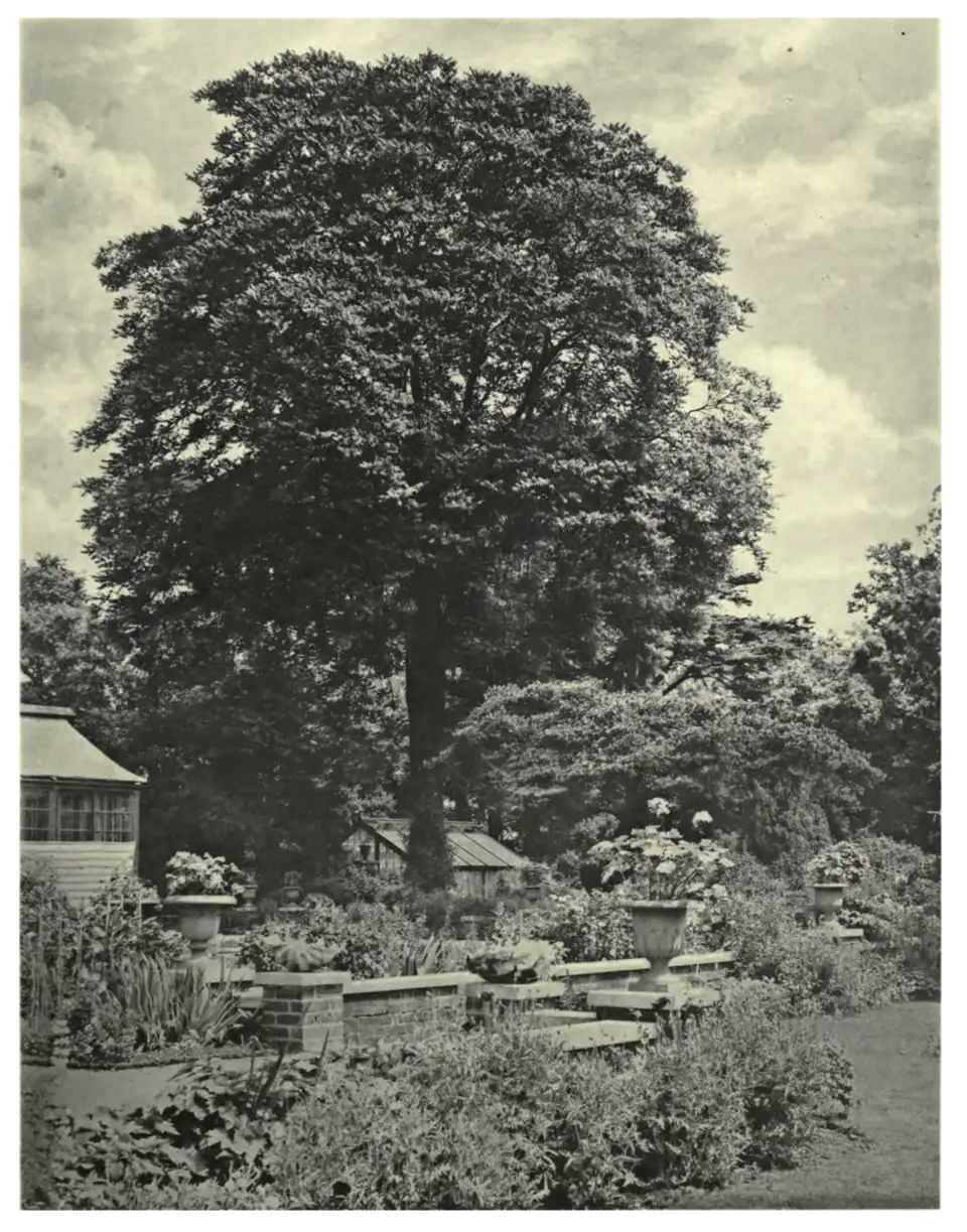 Plate 13: Ailanthus at Broom House