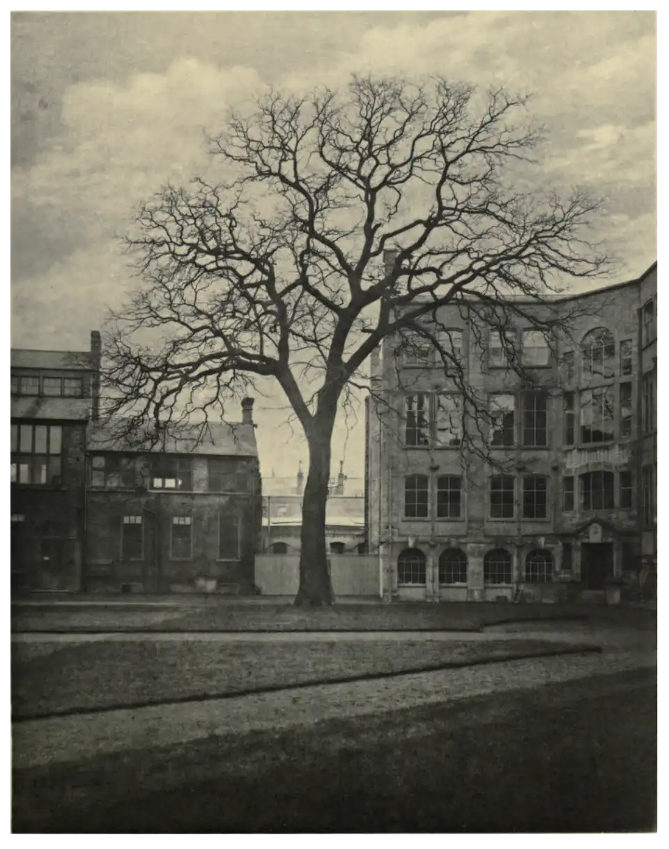 Plate 16: Sophora at Cambridge