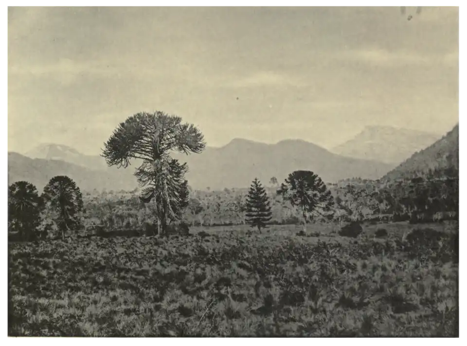 Plate 17: Araucarias in Chile
