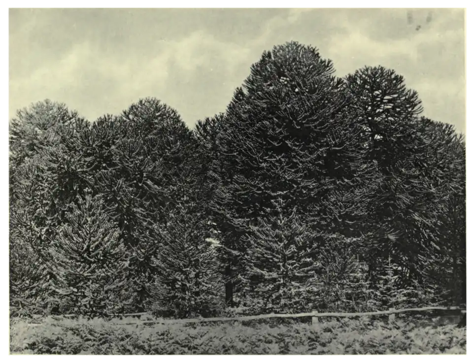 Plate 20: Araucarias at Beaufort