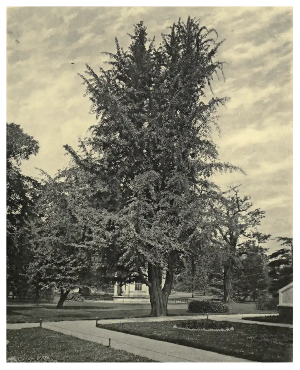 Plate 21: Maidenhair Tree at Kew