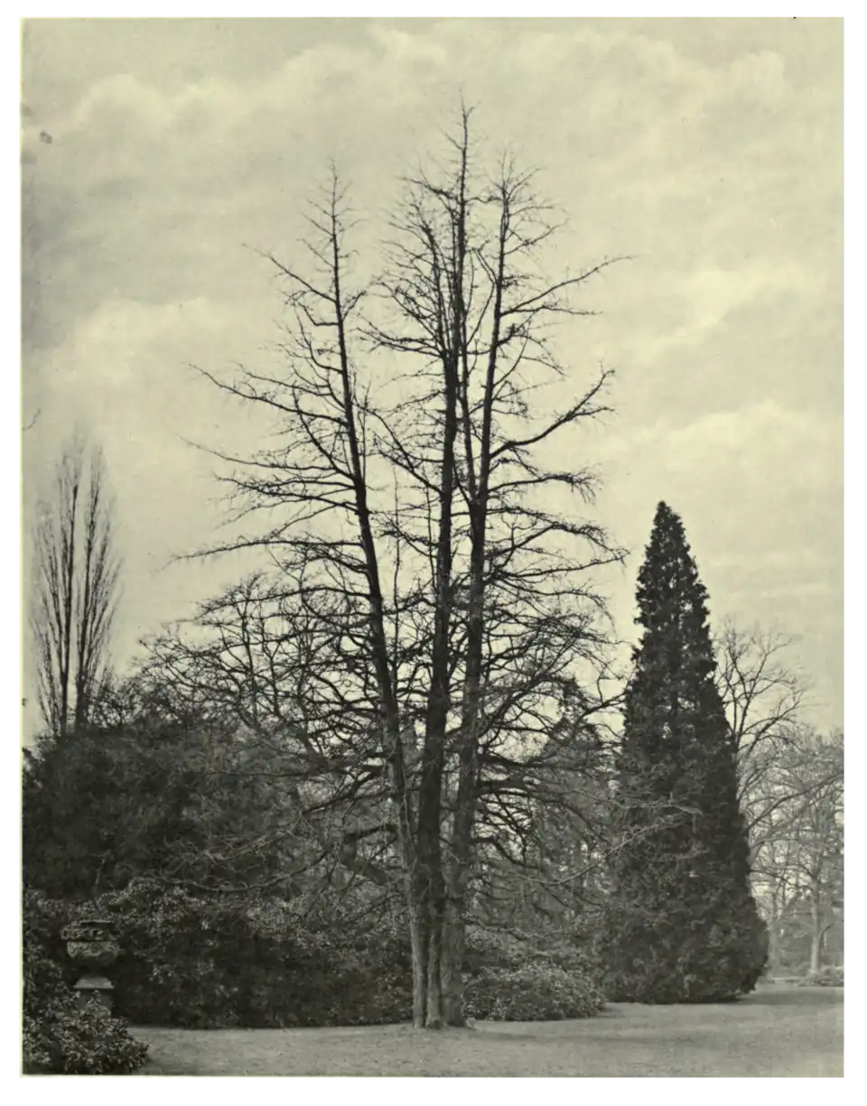 Plate 22: Maidenhair Tree at Frogmore