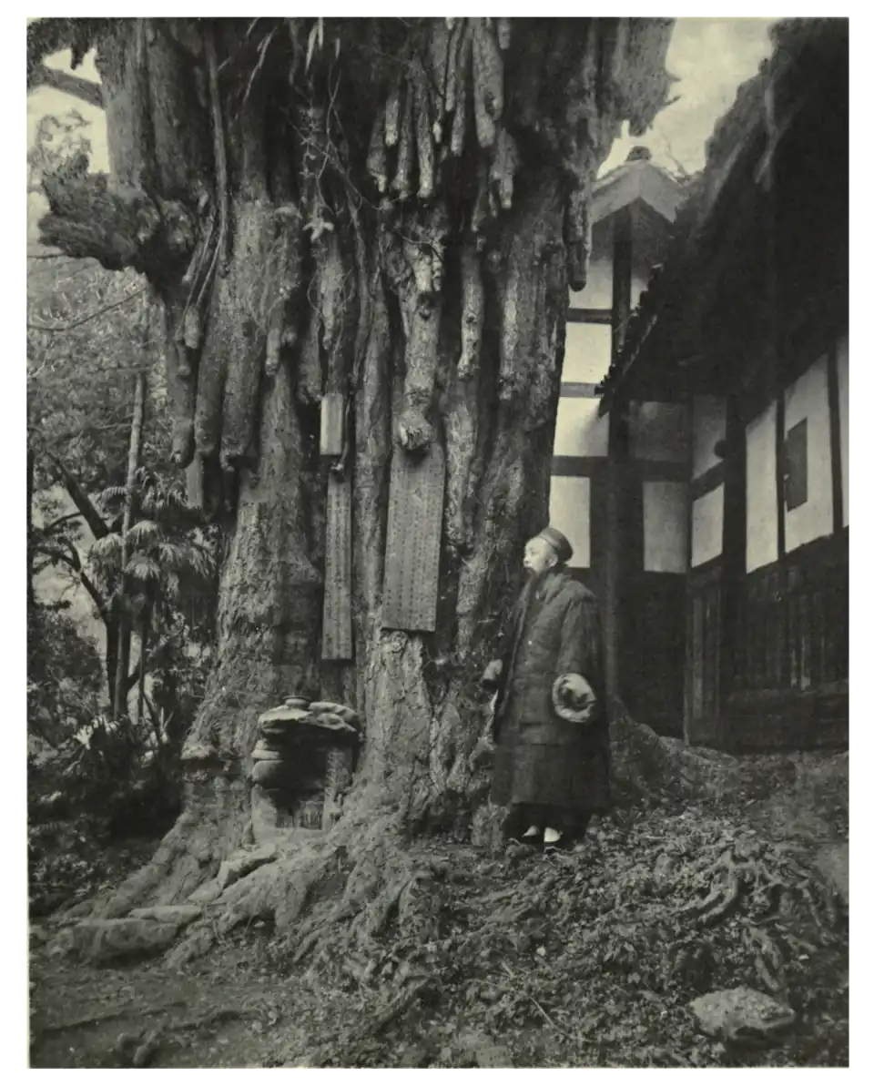 Plate 23: Maidenhair Tree in China