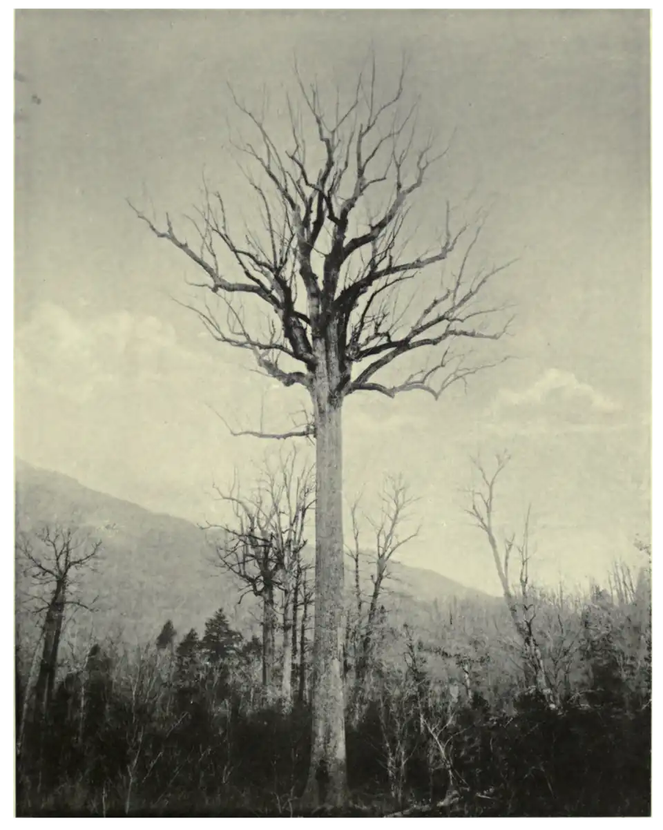 Plate 24: Tulip Tree in North Carolina