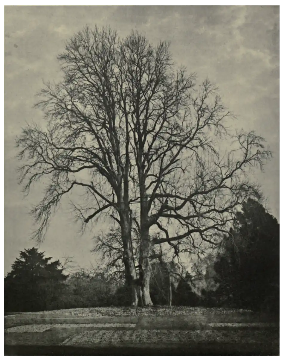 Plate 25: Tulip Tree at Woolbeding