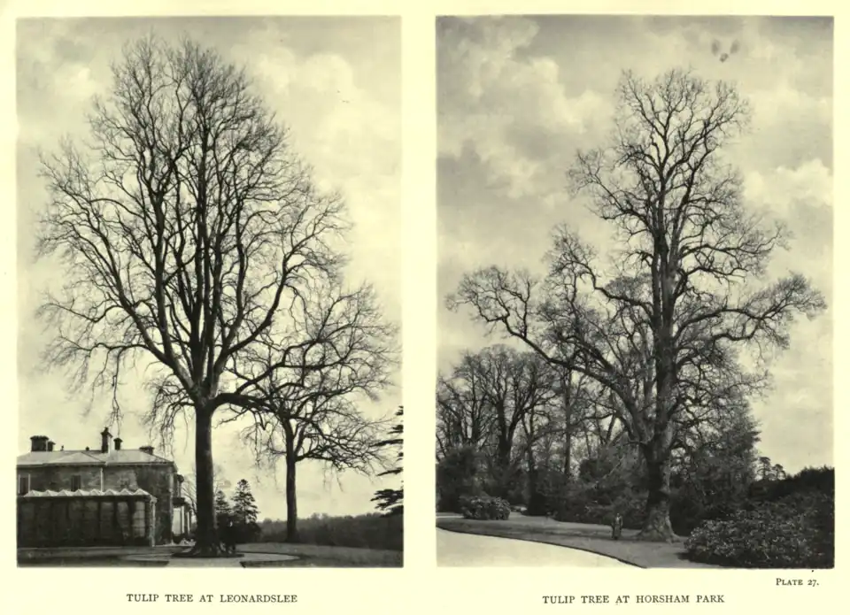 Plate 27: Tulip Tree at Leonardslee; Tulip Tree at Horsham Park