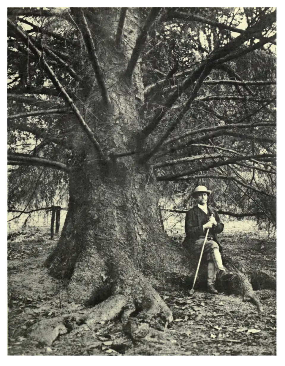 Plate 30: Menzies' Spruce at Beaufort