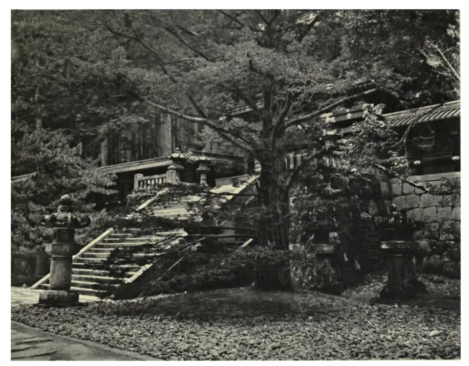 Plate 31: Japanese Yew at Nikko