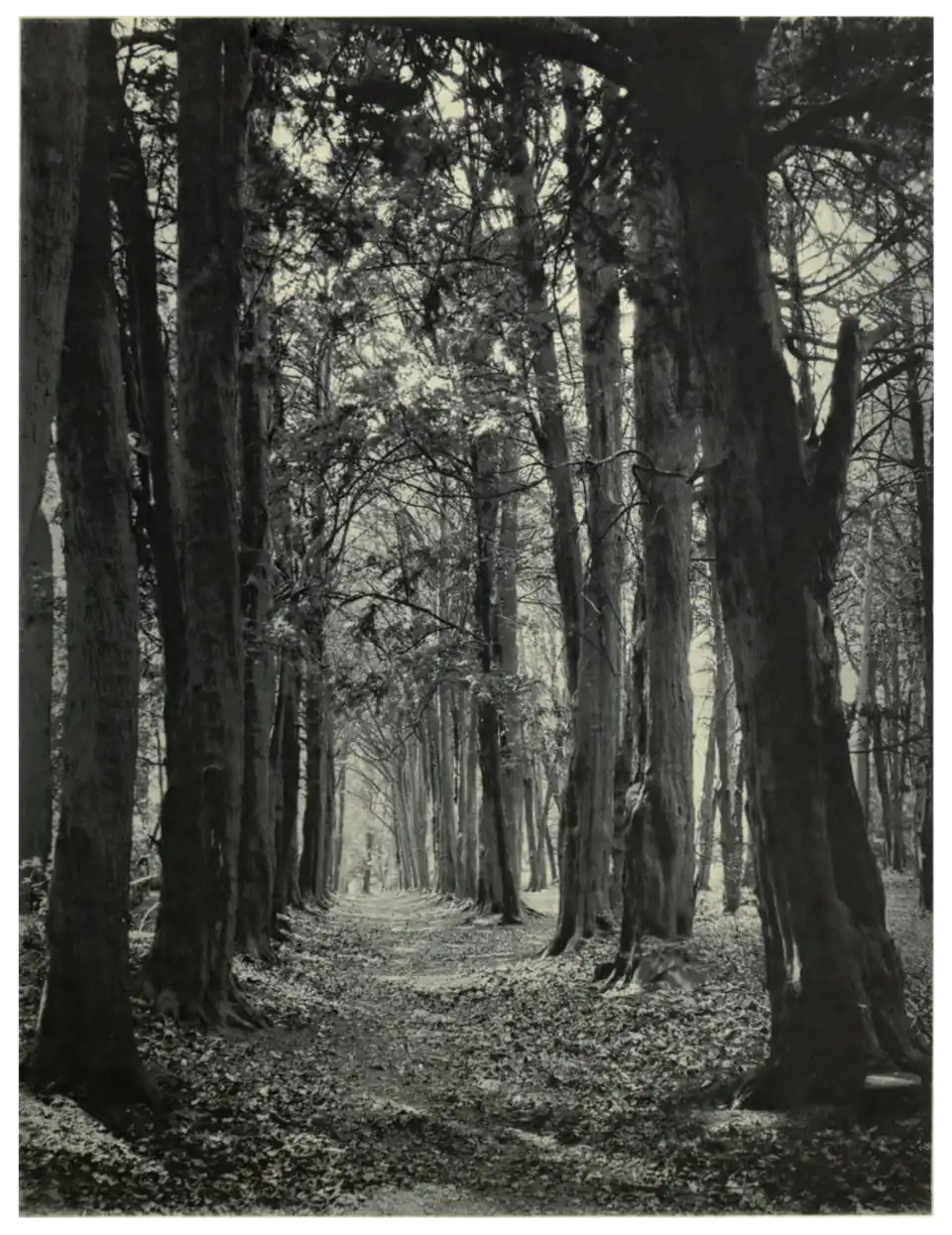 Plate 32: Yew Avenue at Midhurst